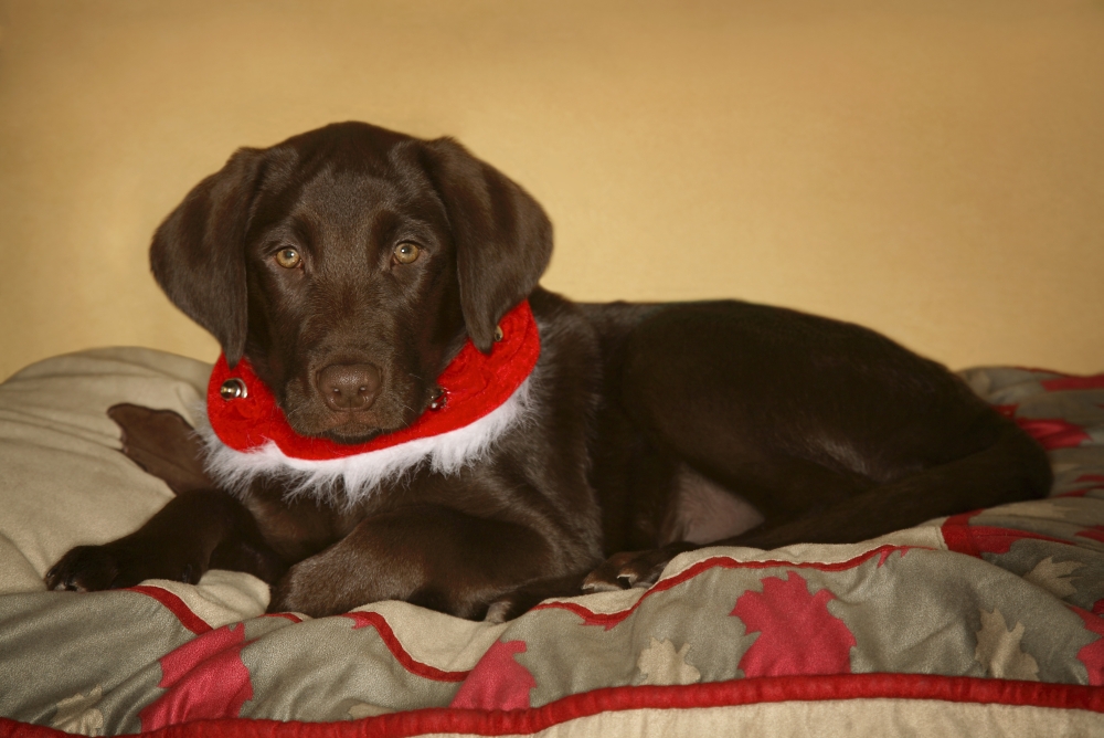 DPI1842887LARGE Dog with Christmas Collar Poster Print, Large - 34 x 22