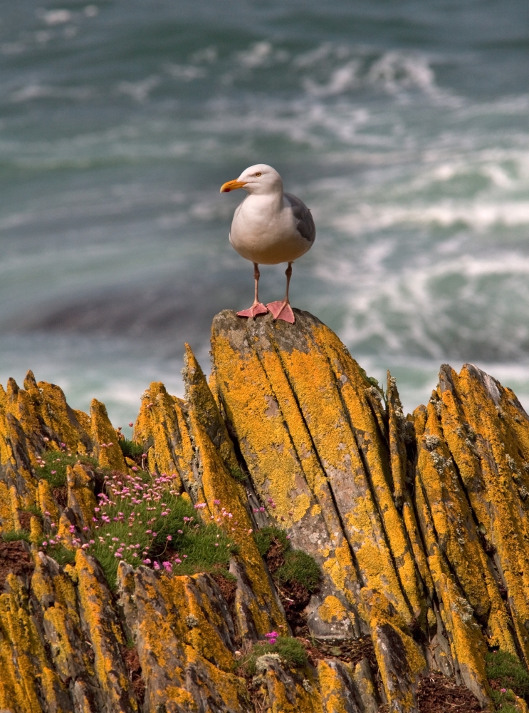 A Herring Gull Colonsay Scotland Poster Print - 24 x 32