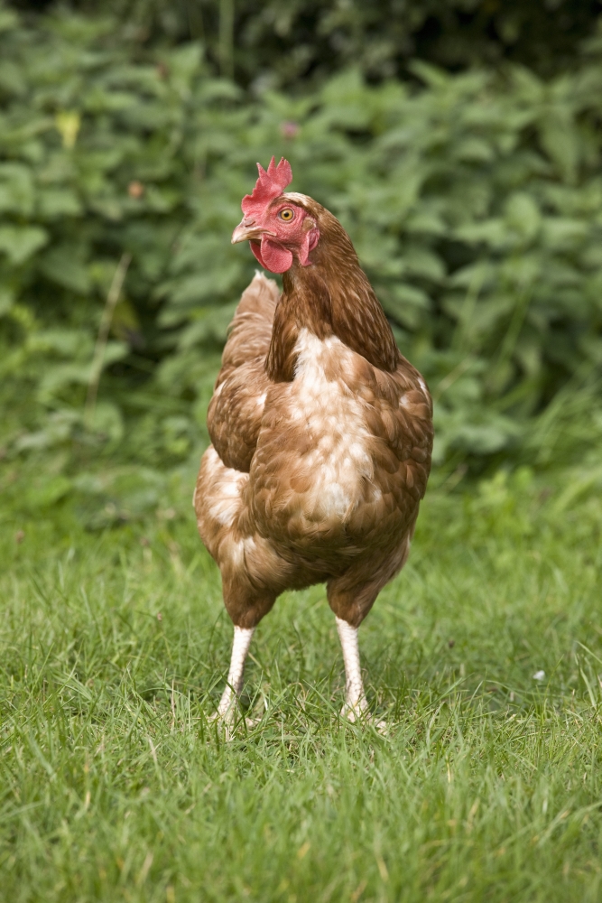 Rooster Poster Print, Large - 24 x 36