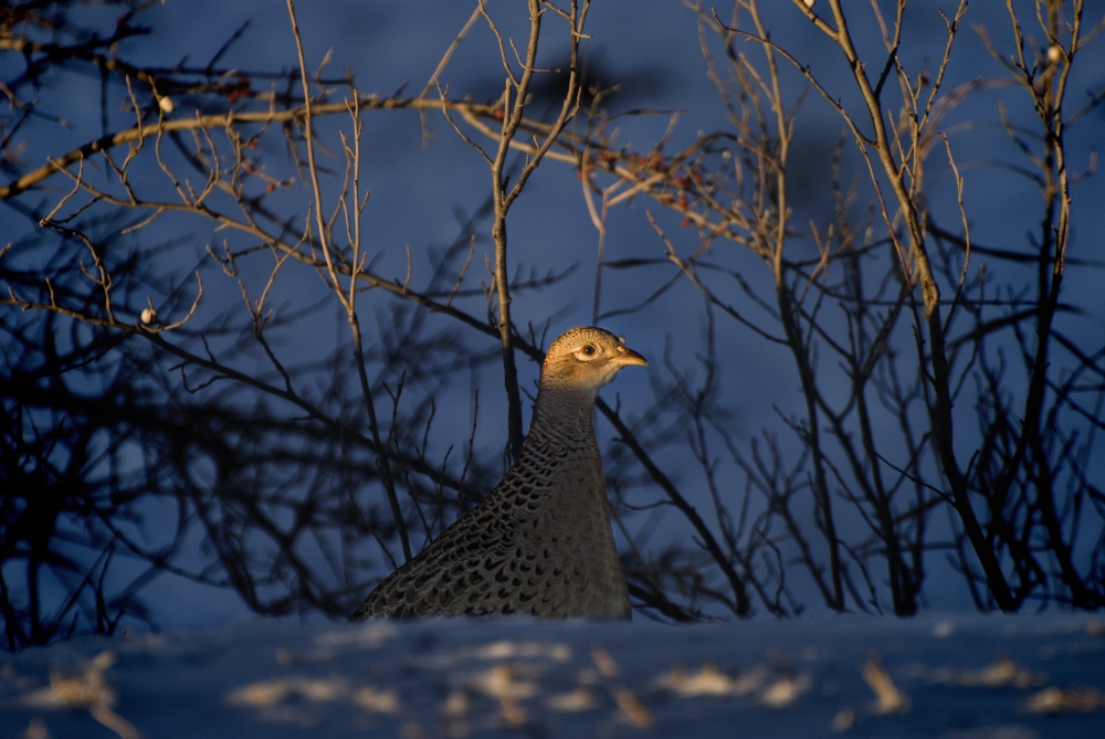 Alberta Canada - Female Ring-Necked Pheasant Poster Print