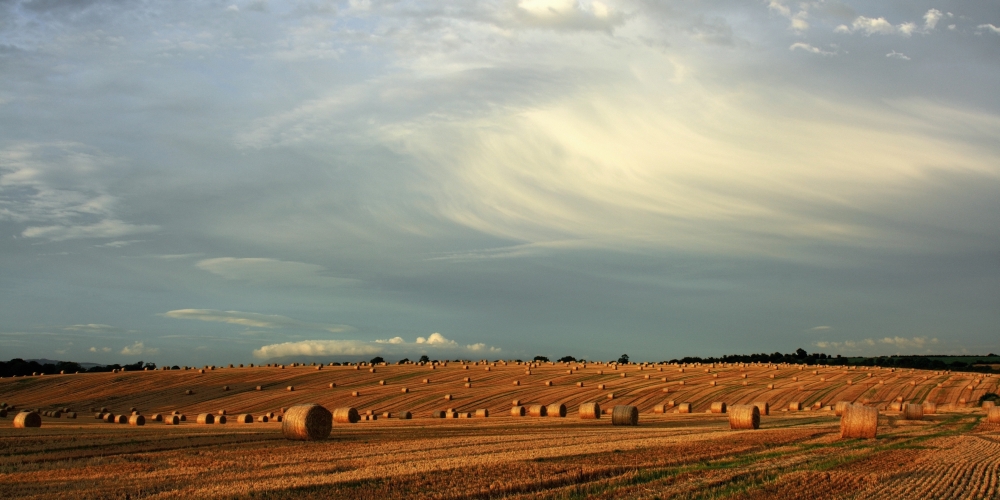 County Cork Ireland Hay Bales After The Harvest Near Mallow Poster Print - 30 x 15