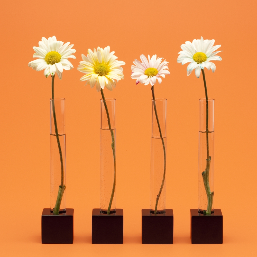 Four Flowers Poster Print, Large - 24 x 24