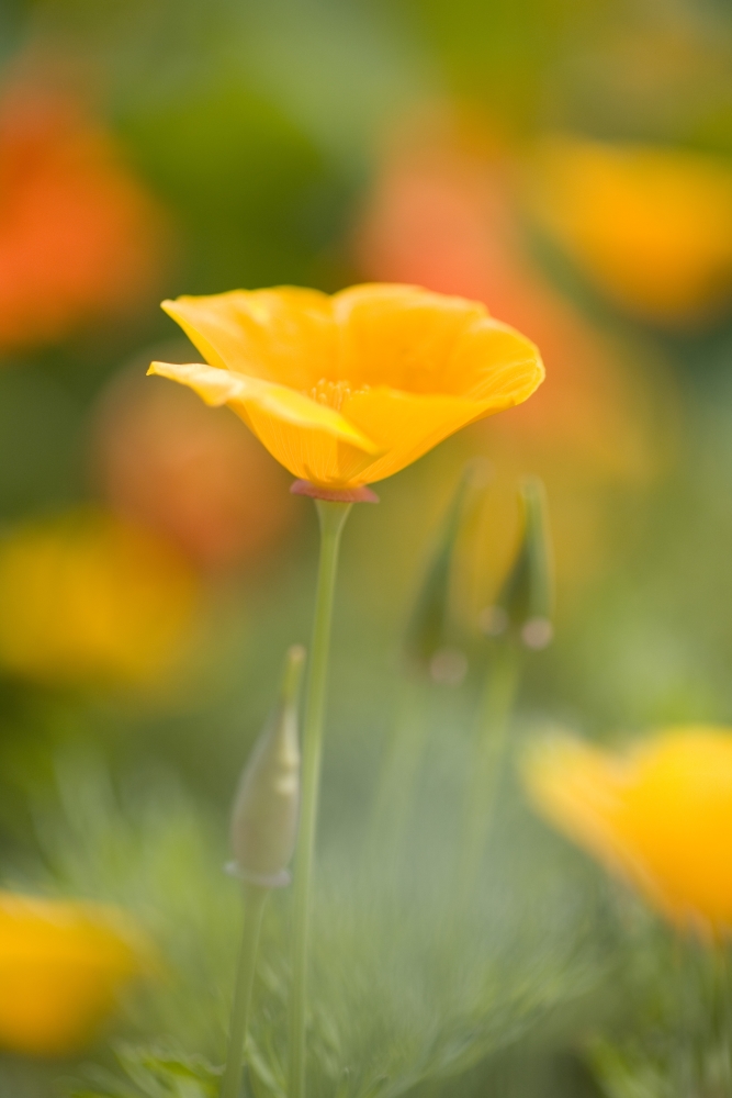 Poppy Poster Print - Large - 24 x 36