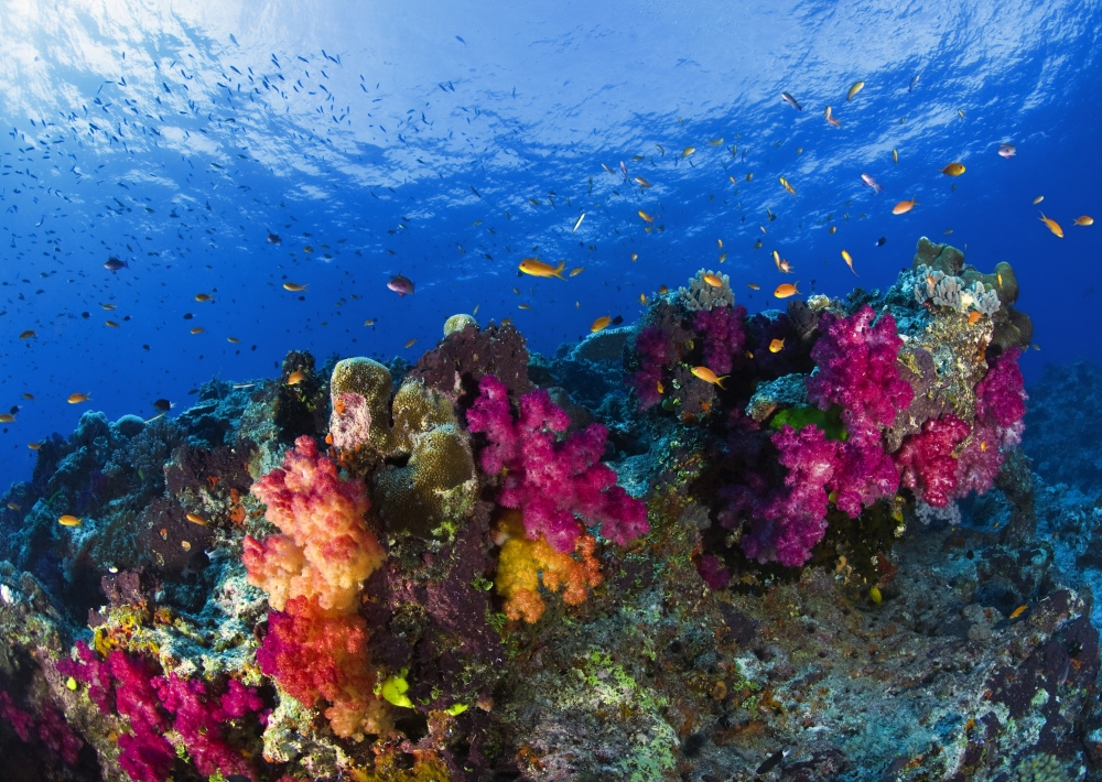 Soft Corals On Shallow Reef Fiji Poster Print - Large - 36 x 24