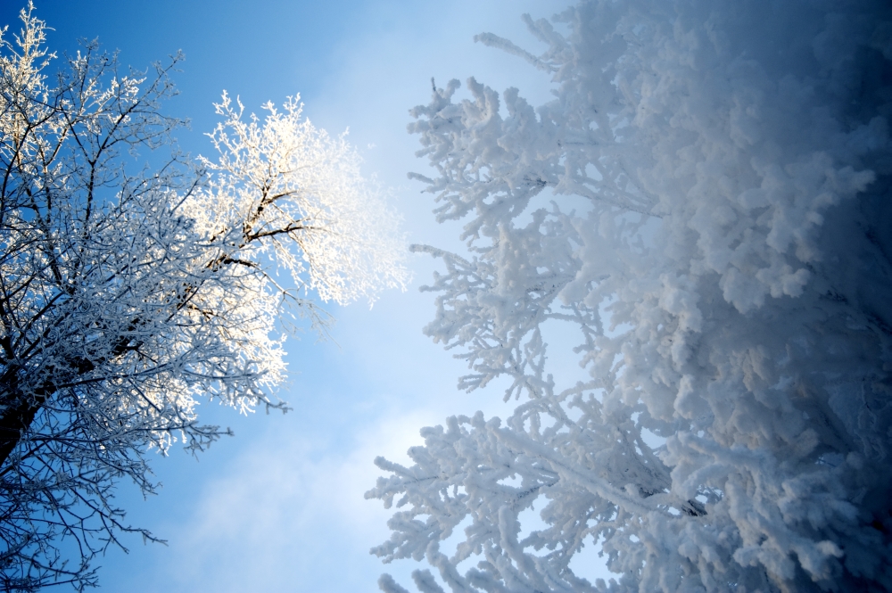 Assiniboine Park Winnipeg Manitoba Canada - Low Angle View of Snow-Covered Trees Poster Print - Large - 38 x 24