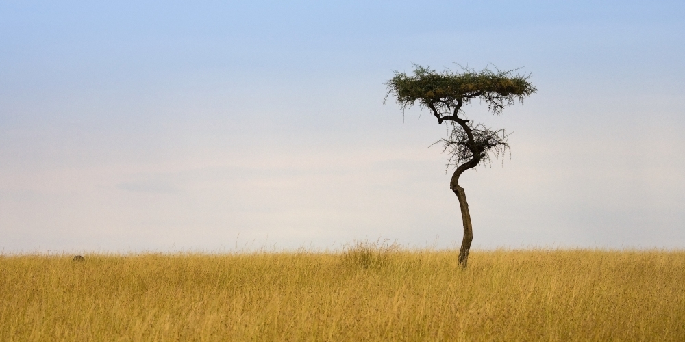 DPI1848039LARGE Masai Mara Kenya - Lone Acacia Tree Poster Print, Large - 42 x 20