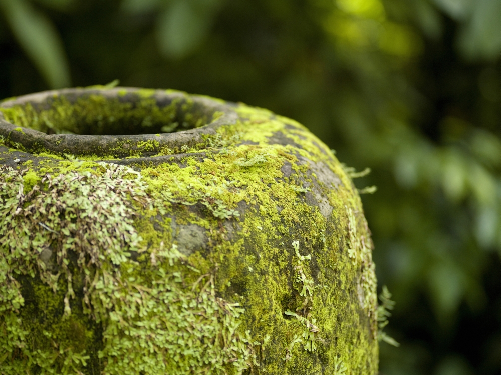 Moss Covered Urn Poster Print, 20 x 15