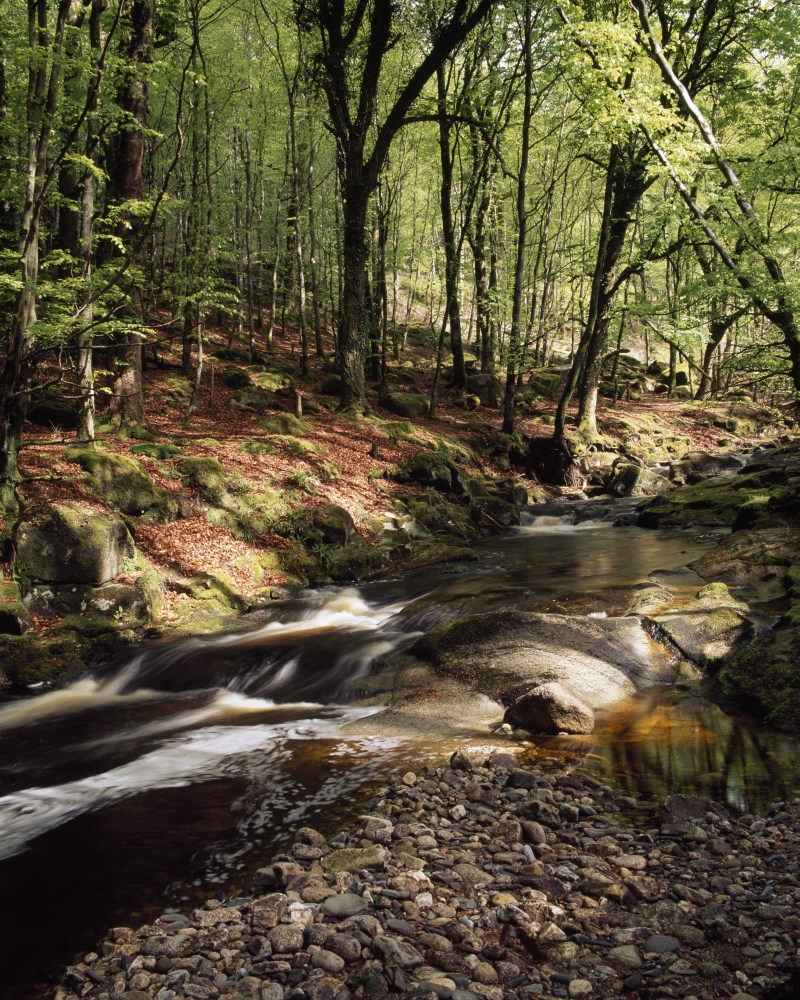 DPI1846928 Creek in Woods Cloughleagh County Wicklow Ireland Poster Print, 13 x 17
