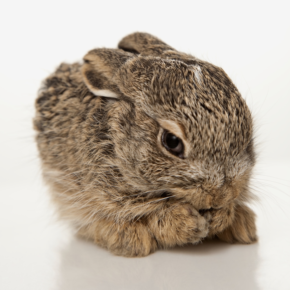 Baby Rabbit Cleaning Himself Poster Print, 14 x 14