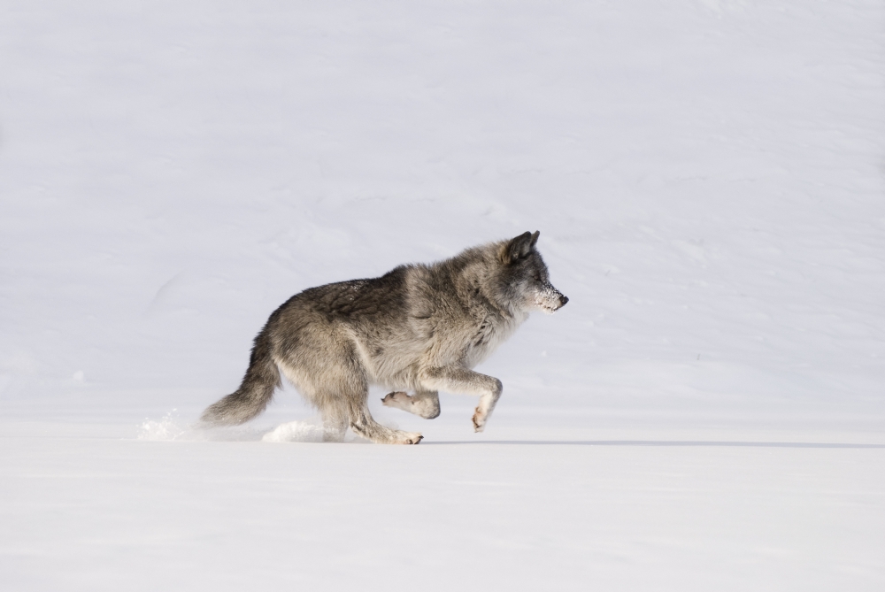 Wolf Running in The Snow Poster Print - 17 x 11