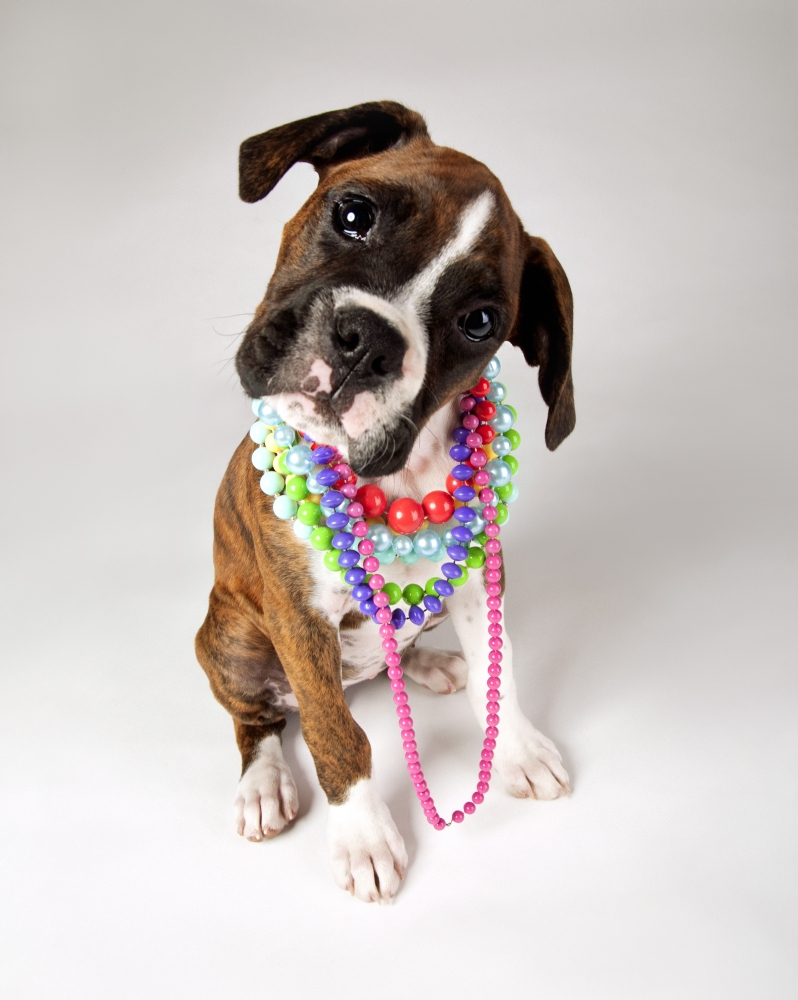 Dog with Necklaces Poster Print, 12 x 15