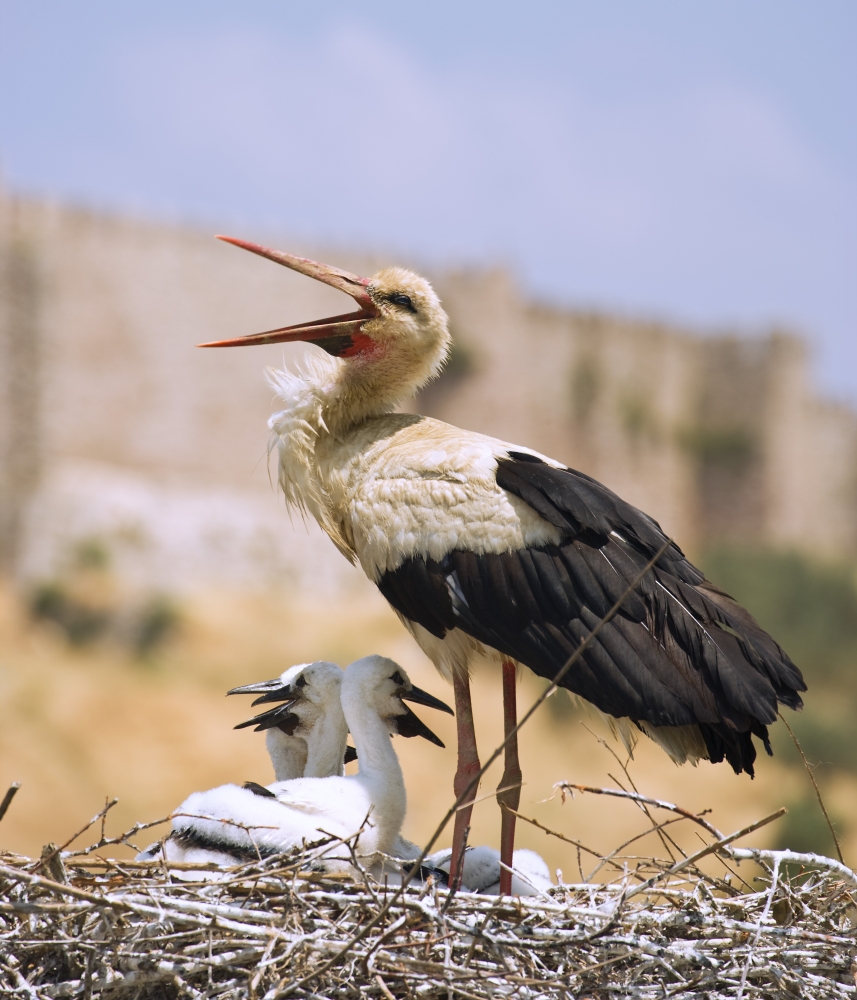 White Stork Ciconia Ciconia Turkey Poster Print, 13 x 15