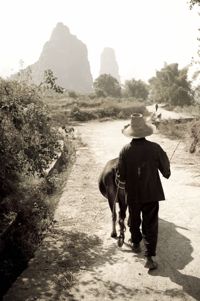 Man Walking Down Road with Water Buffalo Poster Print, 13 x 20