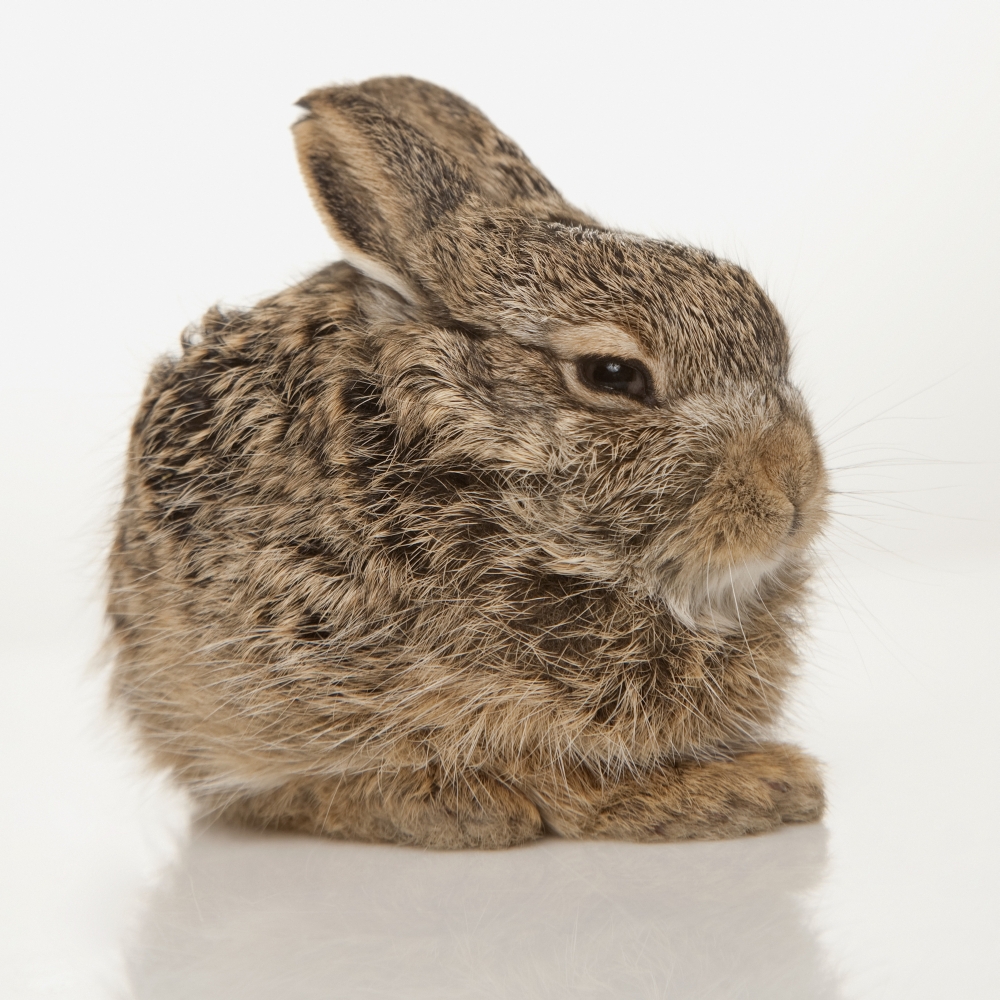 Baby Rabbit Poster Print - 14 x 14
