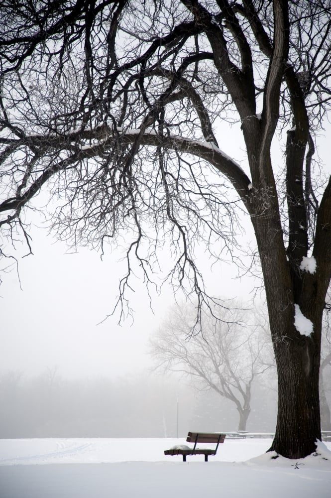 DPI1847309 Assiniboine Park Winnipeg Manitoba Canada - Bare Tree & Park Bench in Winter Poster Print, 12 x 19