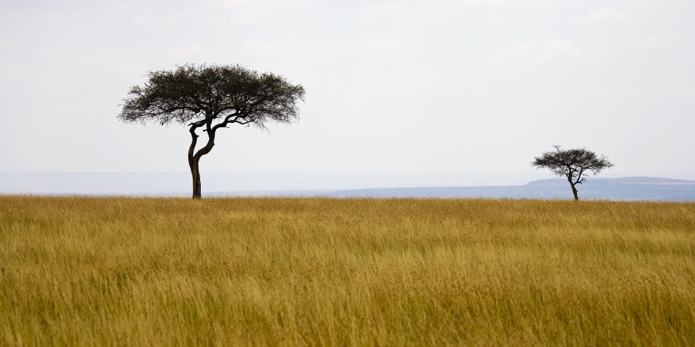 Masai Mara Kenya Africa - Acacia Trees Poster Print