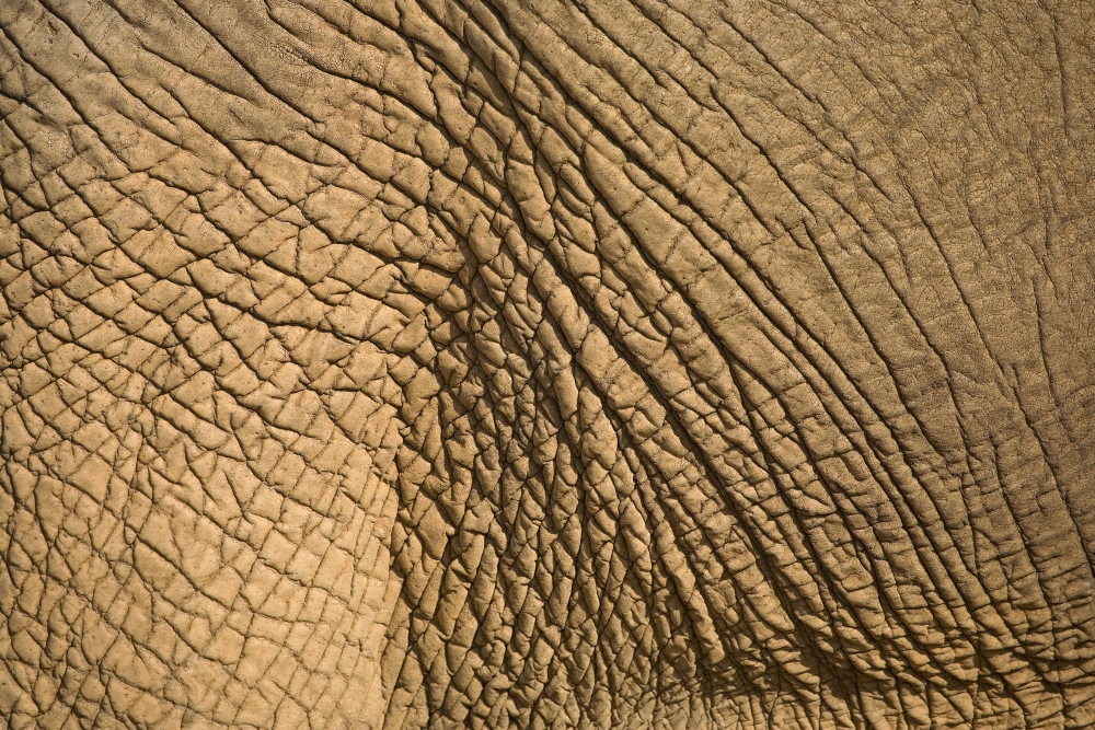 Elephants Skin Poster Print - 18 x 12