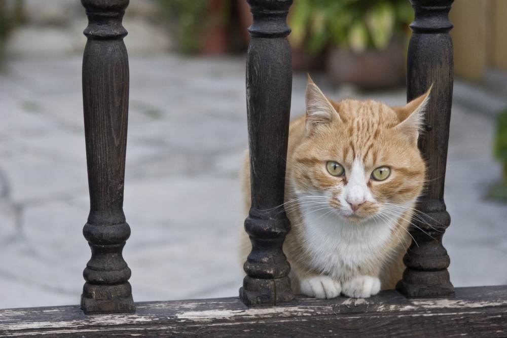 Cat Sitting Between Railings Poster Print, Large - 34 x 22