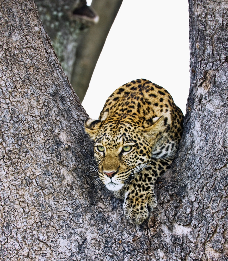 Leopard Panthera Pardus Poster Print - Large
