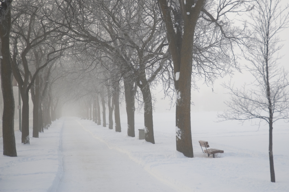 DPI1847321LARGE Assiniboine Park Winnipeg Manitoba Canada - Path Through Grove of Trees in Winter Fog Poster Print, Large - 40 x 26