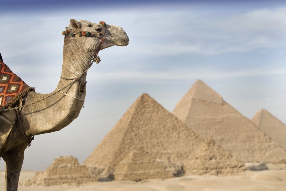 DPI1851346LARGE A Camel with The Pyramids in The Background - Cairo Egypt Africa Poster Print, Large - 38 x 24