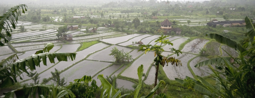 DPI1853039 Rice Terrace Bali Indonesia Poster Print, 27 x 10