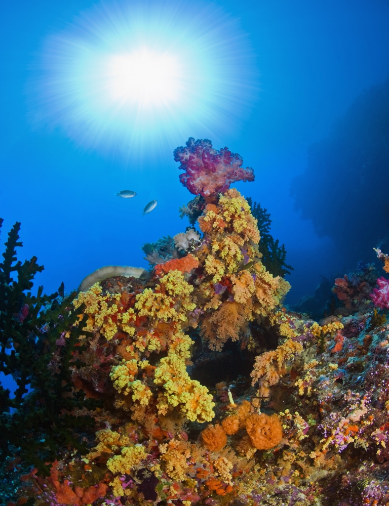 DPI1846231 Underwater Starburst Streaming Down On Soft Corals Fiji Poster Print, 13 x 17