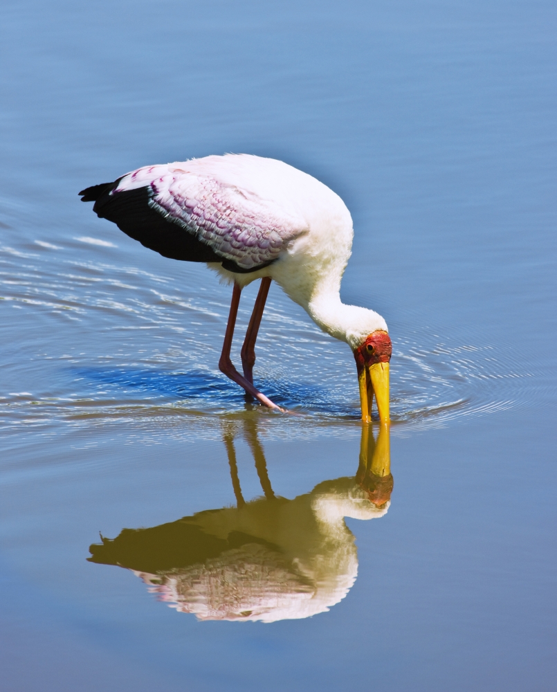 DPI1846240 Ngorongoro Crater Tanzania Africa - Yellow-Billed Stork Mycteria Ibis Poster Print, 13 x 17