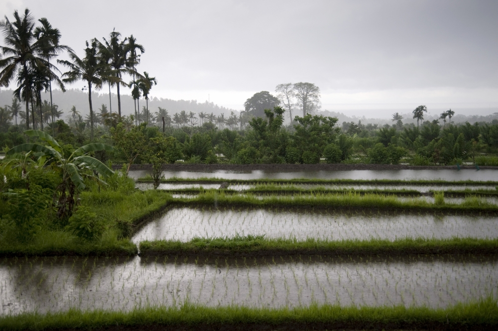 Rice Fields in Bali Indonesia Poster Print - 20 x 13