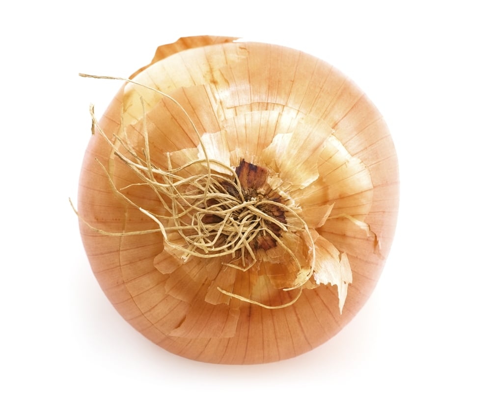 Onion Poster Print - 16 x 14