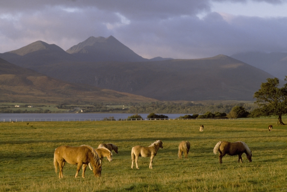 DPI1852932 Horses Grazing Macgillycuddys Reeks Killarney National Park County Kerry Ireland Poster Print, 19 x 12