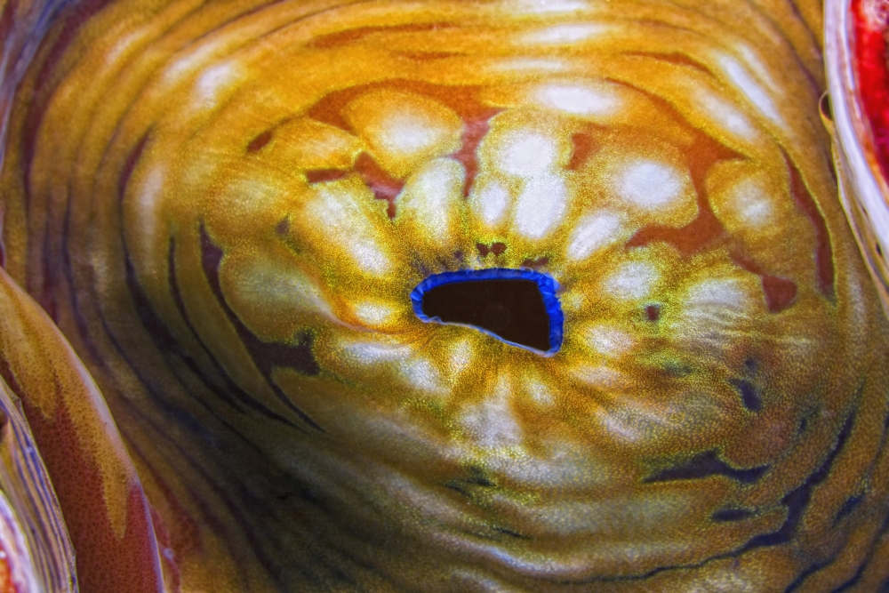 Giant Clam Poster Print - 19 x 12