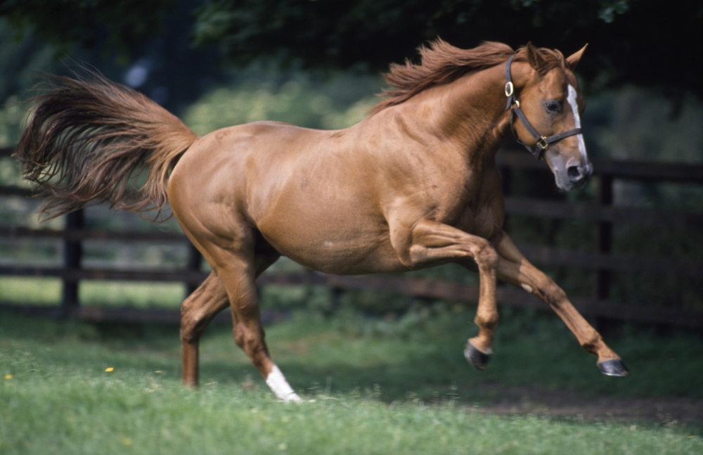 Galloping Thoroughbred Horse Poster Print, 19 x 12