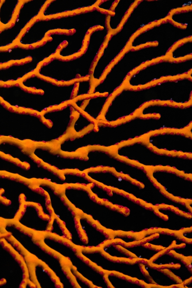 Bright Orange Coral Poster Print - 12 x 19