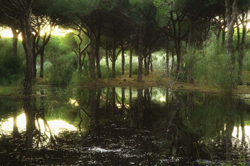 Tranquil Scenic Poster Print - 19 x 12