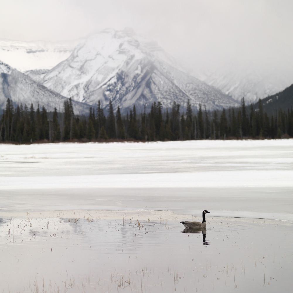 DPI1853112LARGE Winter Landscape Banff National Park Alberta Canada Poster Print, Large - 24 x 24