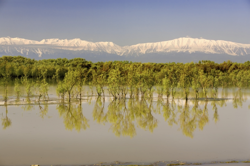 DPI1854863LARGE Trees Along Shoreline with Mountains in The Background Poster Print, Large - 36 x 24