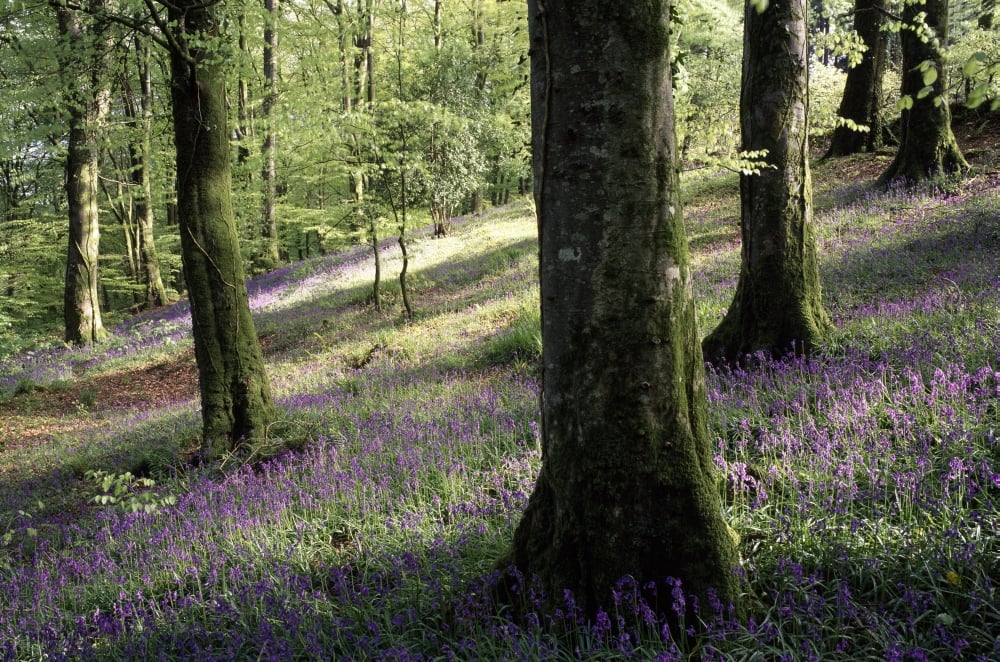 DPI1853335LARGE Woods in Spring Clara Vale - Clara Vale County Wicklow Ireland Poster Print, Large - 38 x 24