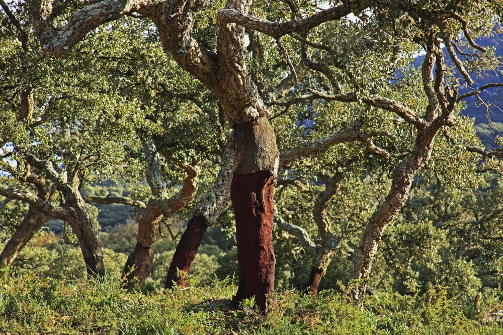 Old Cork Oak Tree - Andalucia Spain Poster Print - Large - 38 x 24