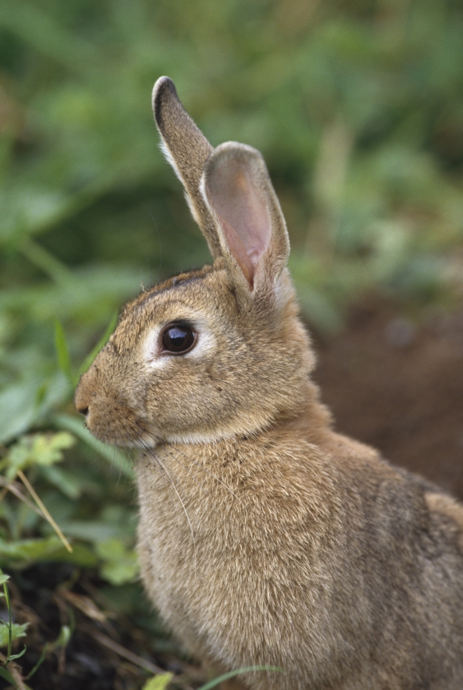 Hare Ireland Poster Print - 24 x 38