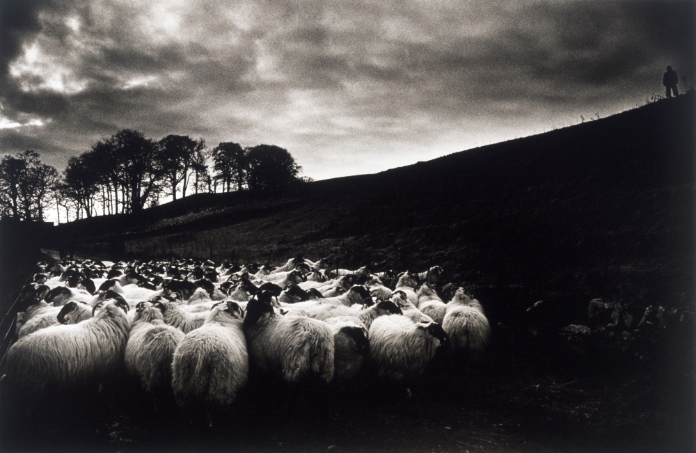 Sheep - Ireland Poster Print, 19 x 12