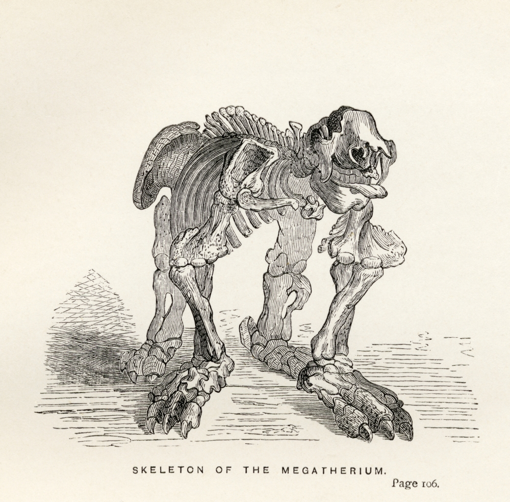 Skeleton of The Megatherium From The Book Journal of Researches by Charles Darwin Also Known As Darwins Journal of A Vo Poster Print, Large - 24 x 24