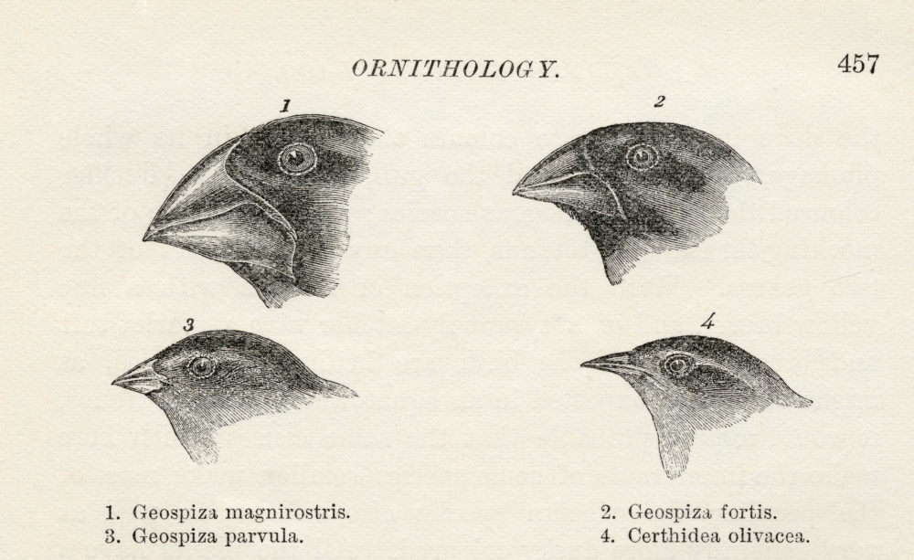 Finches with Beaks Adapted To Different Diets Observed by Charles Darwin In September-October 1835 In Galapagos Islands Poster Print - 18 x 11