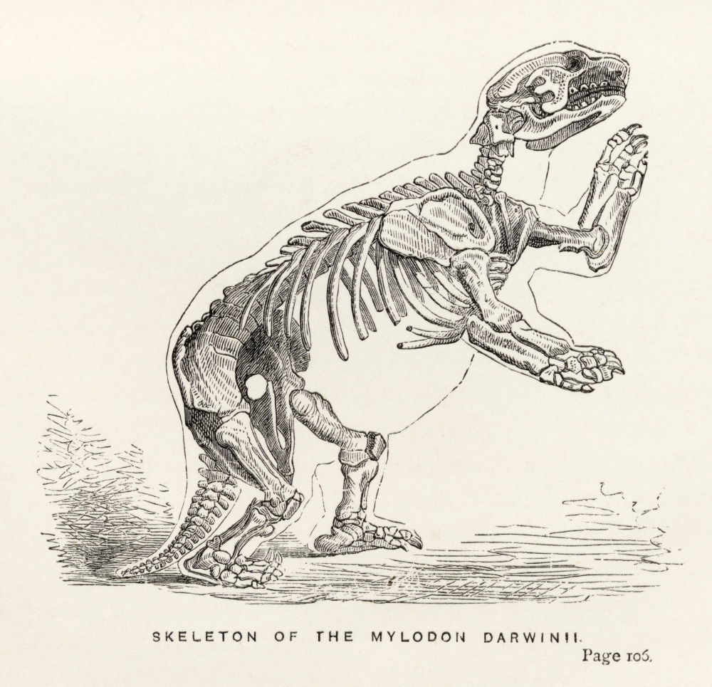 Picture of Posterazzi Skeleton of Mylodon Darwinii From The Book Journal of Researches by Charles Darwin Also Known As Darwins Journal of A Voyage Around The World Published 1890 Poster Print, 14 x 14