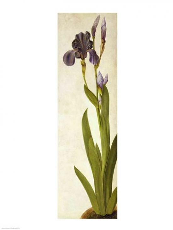 Picture of Posterazzi BALXIR177517LARGE An Iris Poster Print by Albrecht Durer - 24 x 36 in. - Large