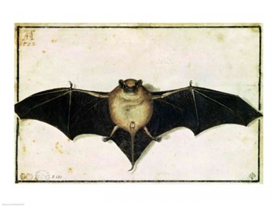 Picture of Posterazzi BALXIR181244 Bat 1522 Poster Print by Albrecht Durer - 24 x 18 in.