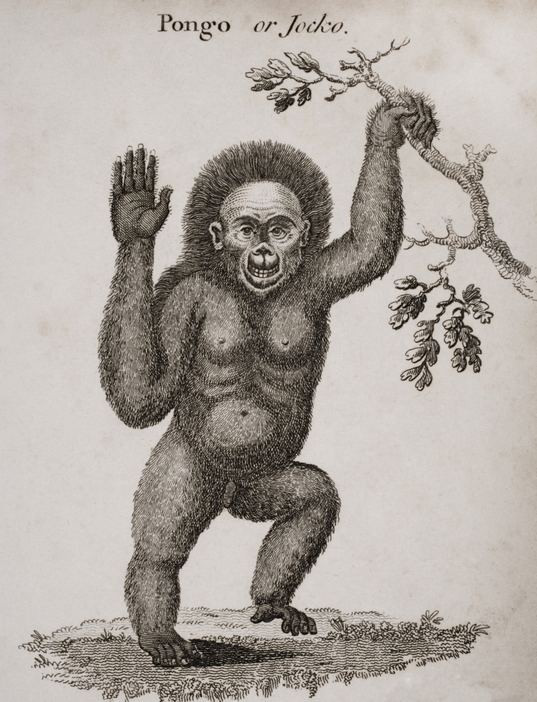 DPI1857266LARGE Satyrus Ourang Outang. Pongo Or Jocko. Engraved by Barlow Poster Print, Large - 24 x 32