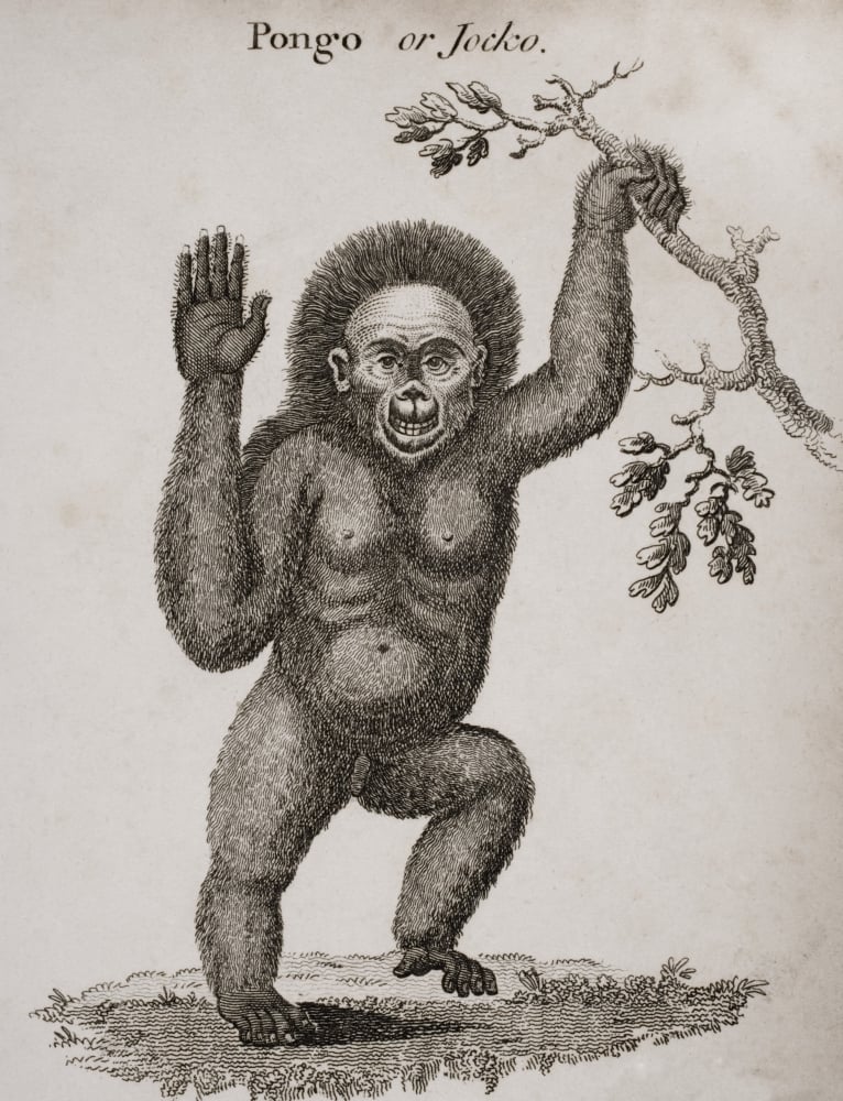 DPI1857266 Satyrus Ourang Outang. Pongo Or Jocko. Engraved by Barlow Poster Print, 12 x 16