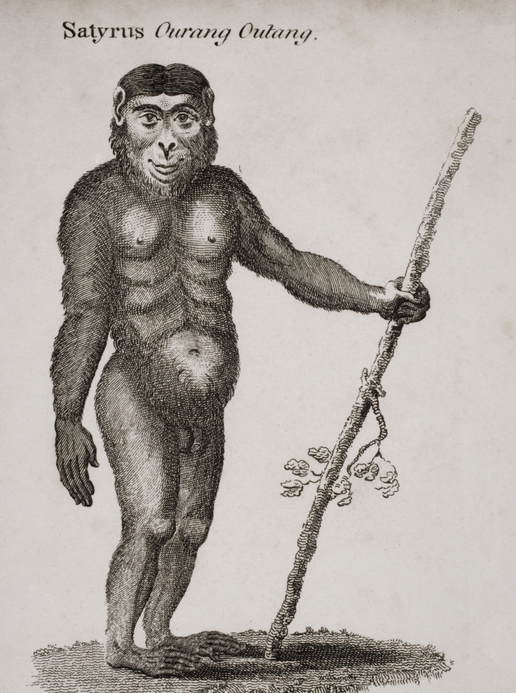 DPI1857265LARGE Satyrus Ourang Outang. Engraved by Barlow 18th Century Poster Print, Large - 24 x 34