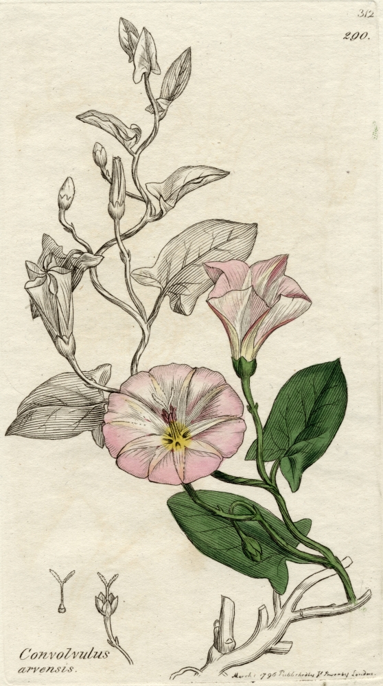 Convolvulus Arvensis-Field Bindweed 1796 by James Sowerby British Botanical Artist From The Book English Botany by Sir Poster Print, Large - 22 x 40
